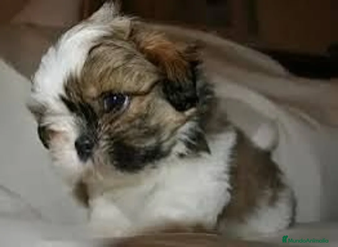 Shih Tzu perros en venta: shih tzu  - Anuncio 1