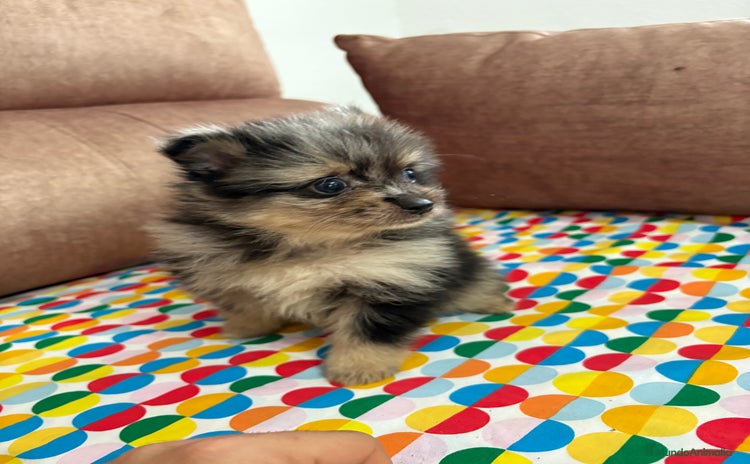 Pomerania perros - Anuncio 1