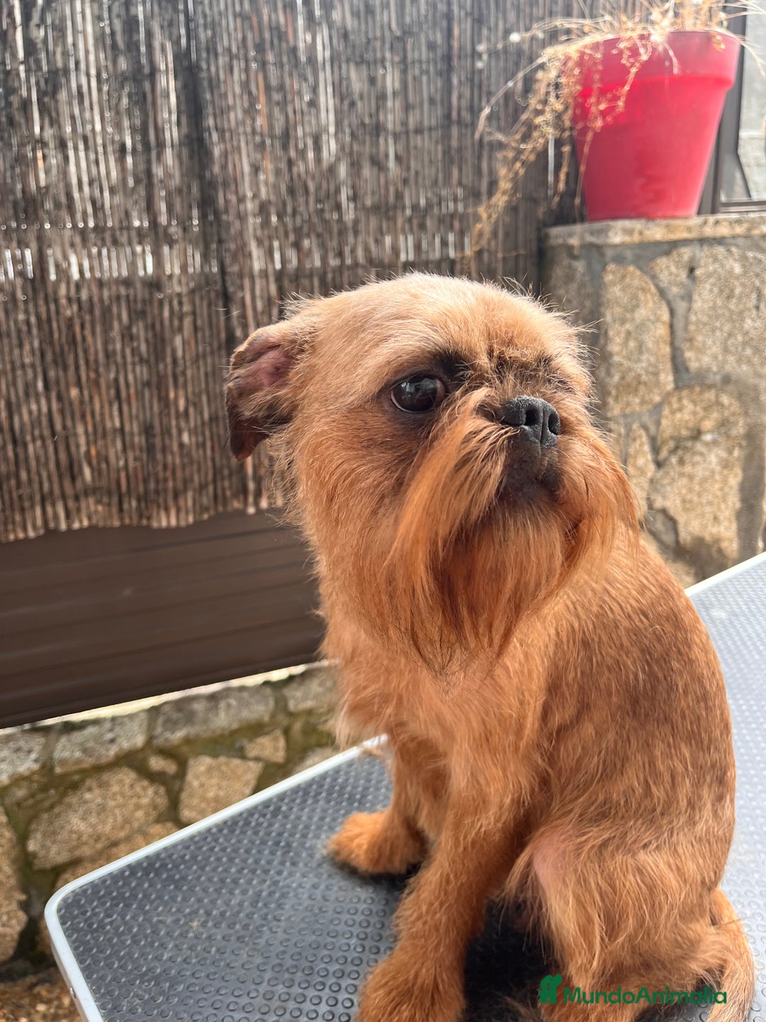Grifón de Bruselas perros en venta: Último cachorro de Grifon de Bruselas  - Imagen 6