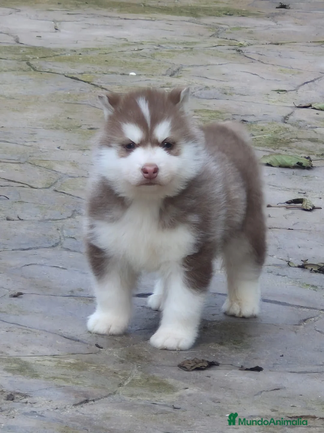 Husky Siberiano perros en venta: Impresionante Husky siberiano - Anuncio 1