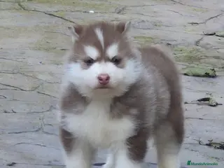 Husky Siberiano perros Impresionante Husky siberiano - Anuncio 1
