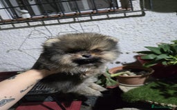 Pomerania perros en venta: Pomerania de calidad superor - Imagen 4