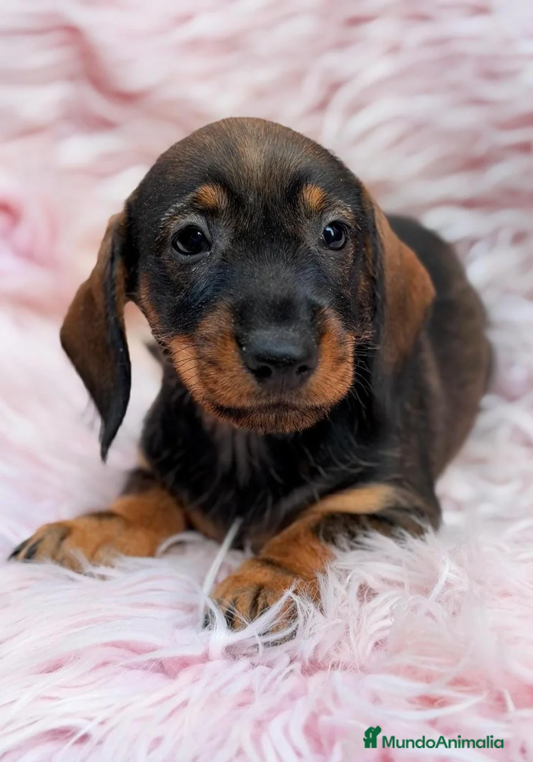Teckel Miniatura perros en venta: Hembras pelo duro teckel 🩷🐾 - Anuncio 2