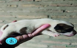 Jack Russell Terrier perros en venta: Jack Russell Terrier de Pelo Broken con Pedigree - Imagen 7