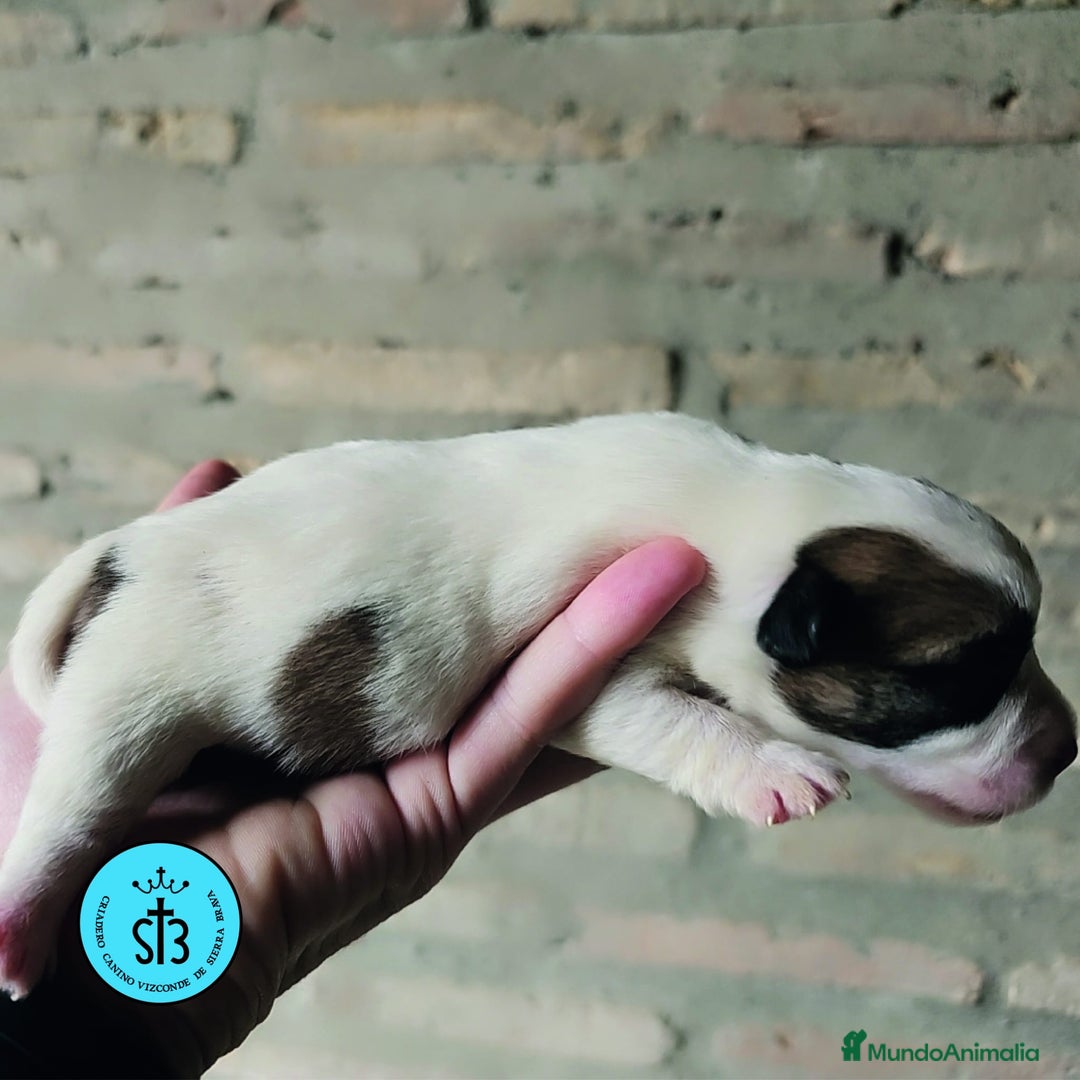 Jack Russell Terrier perros en venta: Jack Russell Terrier de Pelo Broken con Pedigree - Imagen 7