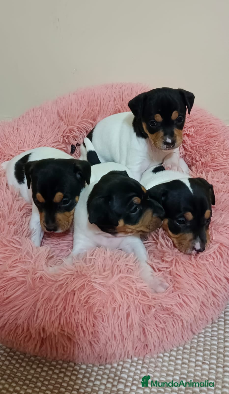 Ratonero Bodeguero Andaluz perros Bodeguero andaluz  - Anuncio 4