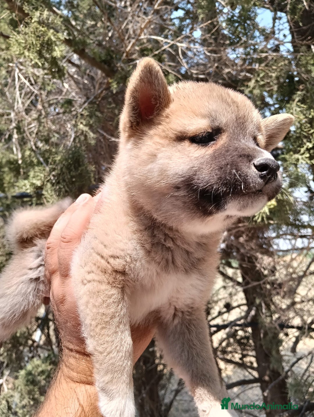 Shiba Inu perros en venta: Shiba inu - Imagen 4