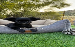 Chihuahua perros en venta: CHIHUAHUA PELO LARGO MACHITO - Imagen 4