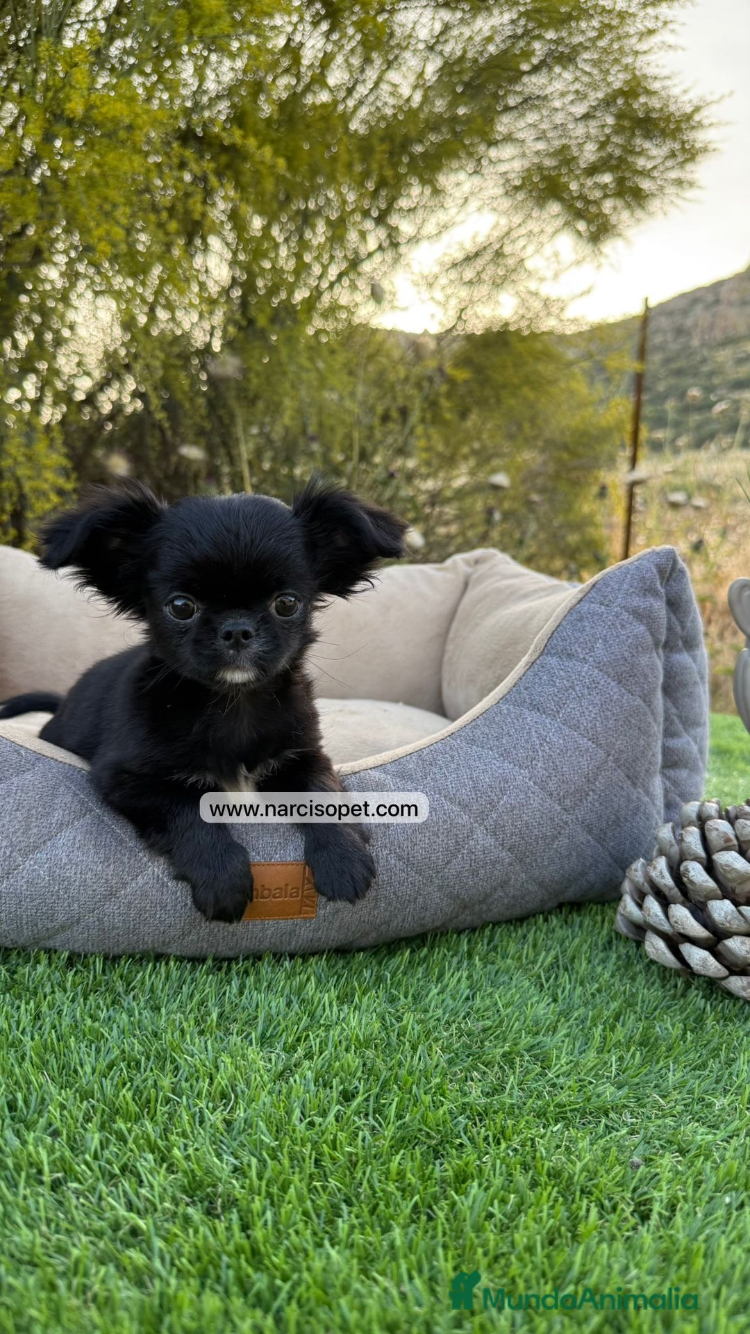 Chihuahua perros en venta: CHIHUAHUA PELO LARGO MACHITO - Imagen 4