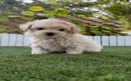 Maltipoo perros en venta: MALTIPOO MACHO - Imagen 14
