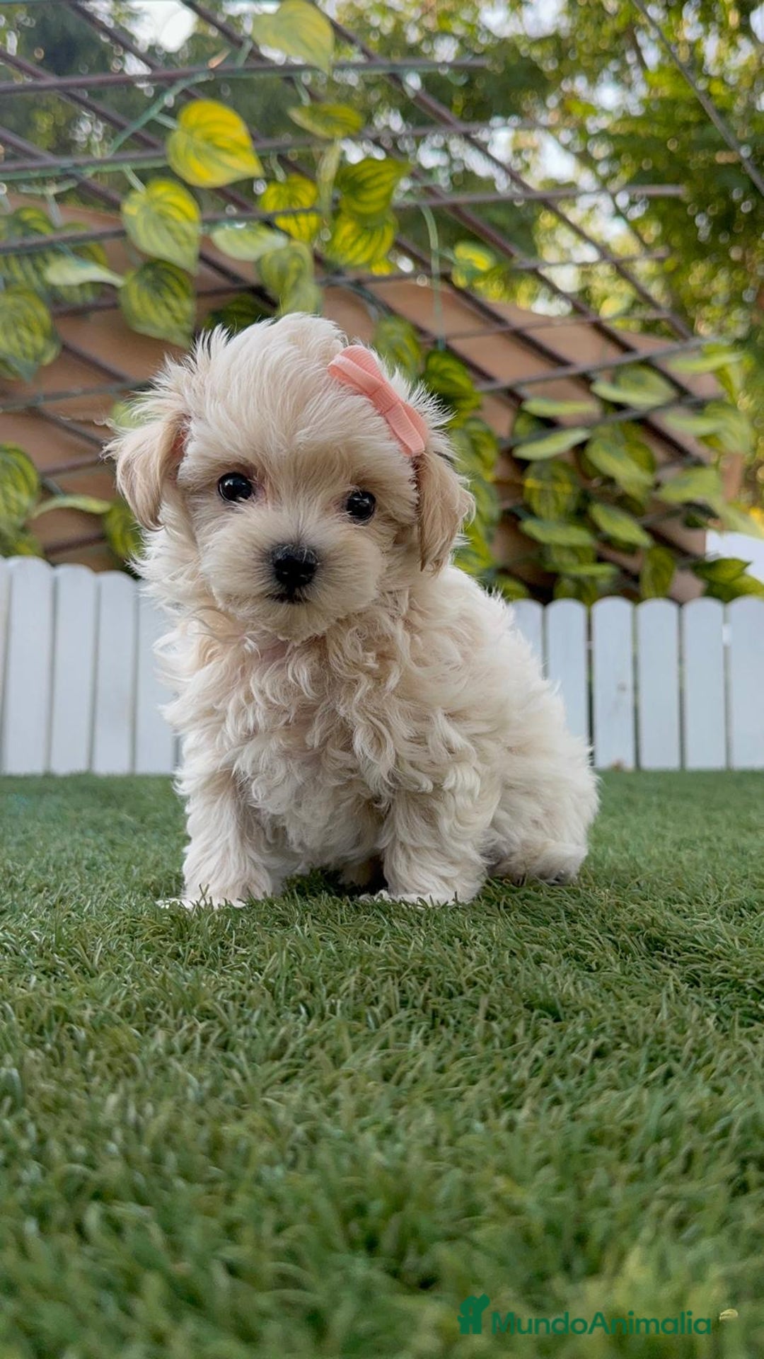 Maltipoo perros en venta: MALTIPOO MACHO - Imagen 14