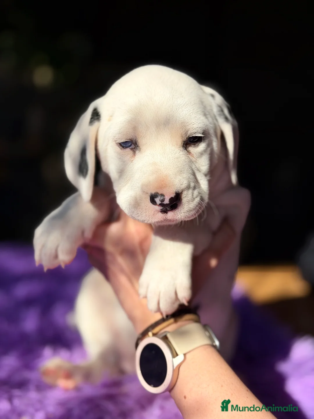 Dálmata perros en venta: Dálmata hembra  - Anuncio 4