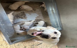 Labrador Retriever perros en venta: LABRADORES AMARILLOS DISPONIBLES - Imagen 2