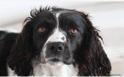 English Springer Spaniel perros en venta: 🐾 ¡Preciosos Springer Spaniel! 🐶💚 - Imagen 2