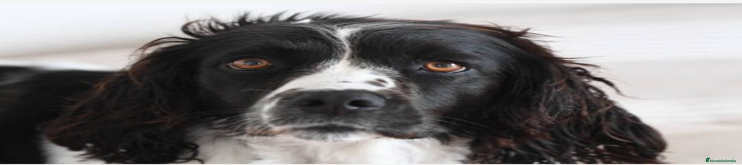 English Springer Spaniel Cachorro 1