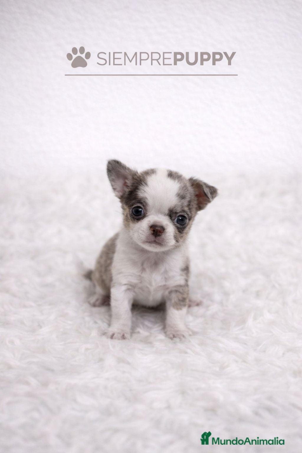 Chihuahua perros CHIHUAHUA MINI TOY MERLÉ - Anuncio 2