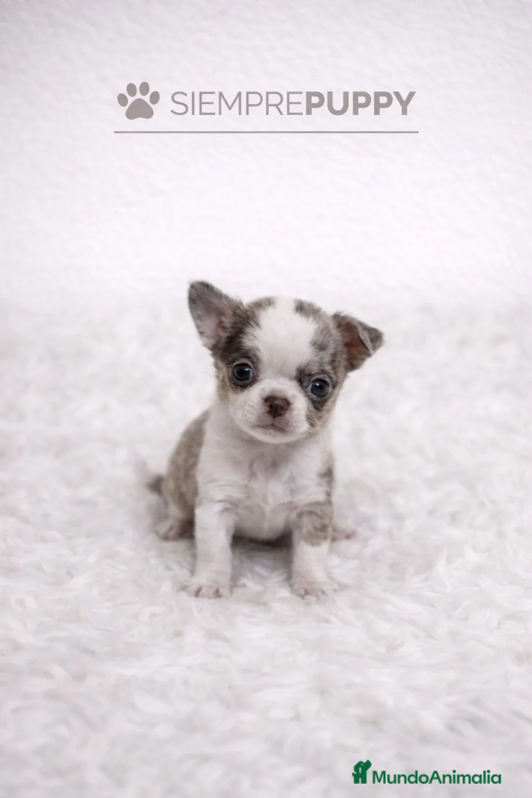 Chihuahua perros en venta: CHIHUAHUA MINI TOY MERLÉ - Anuncio 1