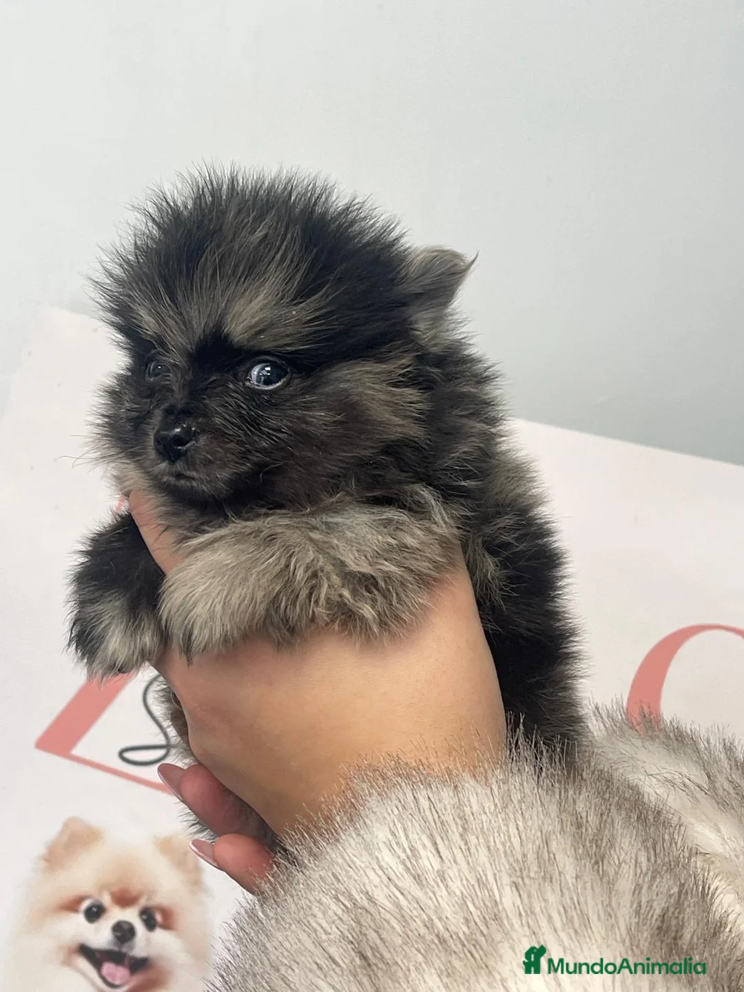 Pomerania perros en venta: Pomerania exótico merle exclusivo - Anuncio 2