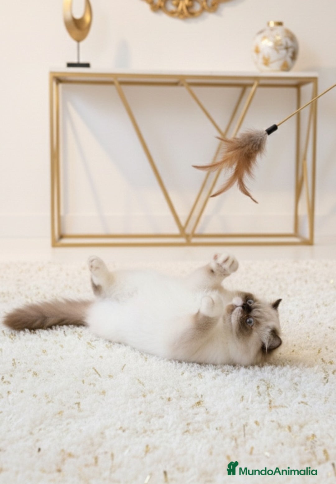 Persa gatos en venta: Persa himalayo  - Anuncio 2