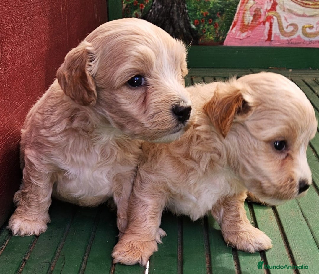 Maltipoo perros en venta: Cachorros Maltipoo machos  - Imagen 1
