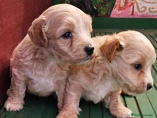 Maltipoo perros - Anuncio 26
