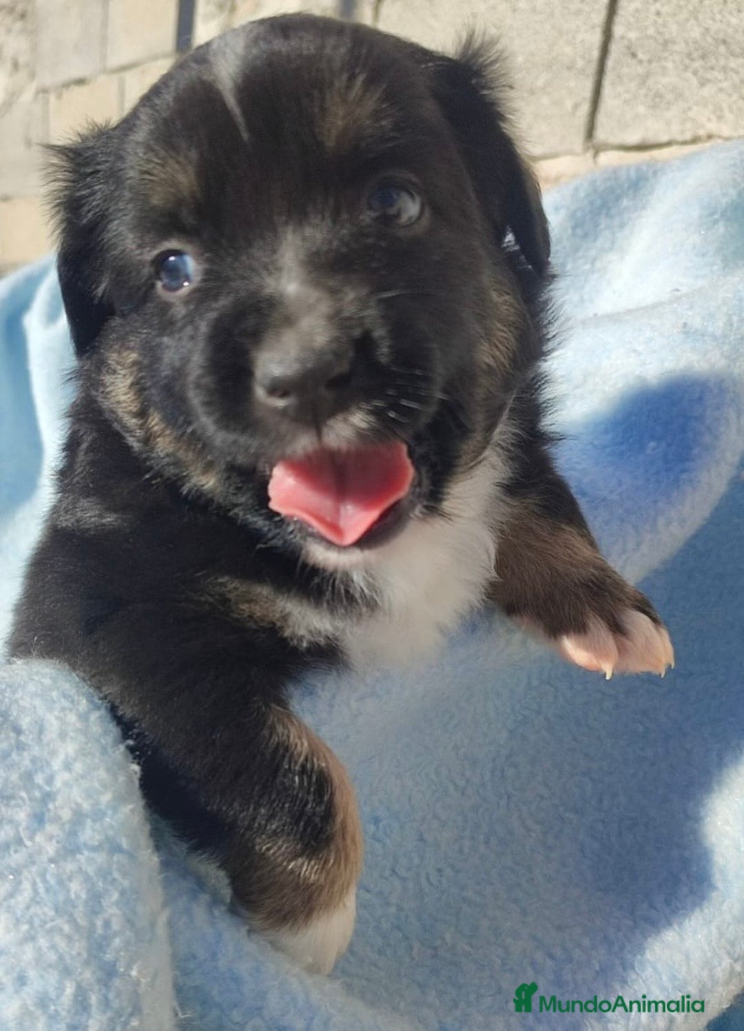 Pastor Miniatura Americano perros en venta: Pastor Americano  - Anuncio 11