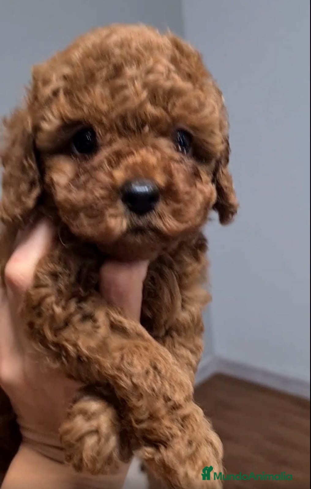 Caniche Toy perros Preciosos caniches líneas asiáticas  - Anuncio 23