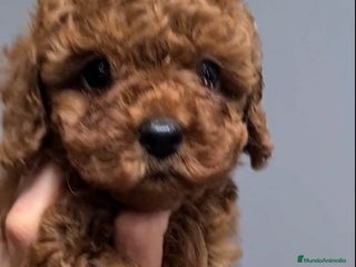 Caniche Toy perros Preciosos caniches líneas asiáticas - Anuncio 1