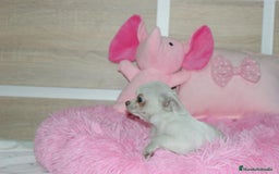 Chihuahua perros en venta: CHIHUAHUAS  - Imagen 6