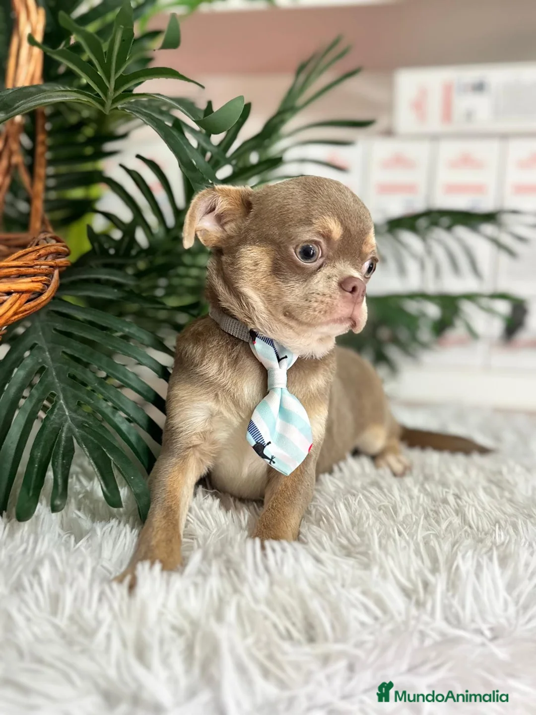 Chihuahua perros en venta: CHIHUAHUA ADULTO - Anuncio 13