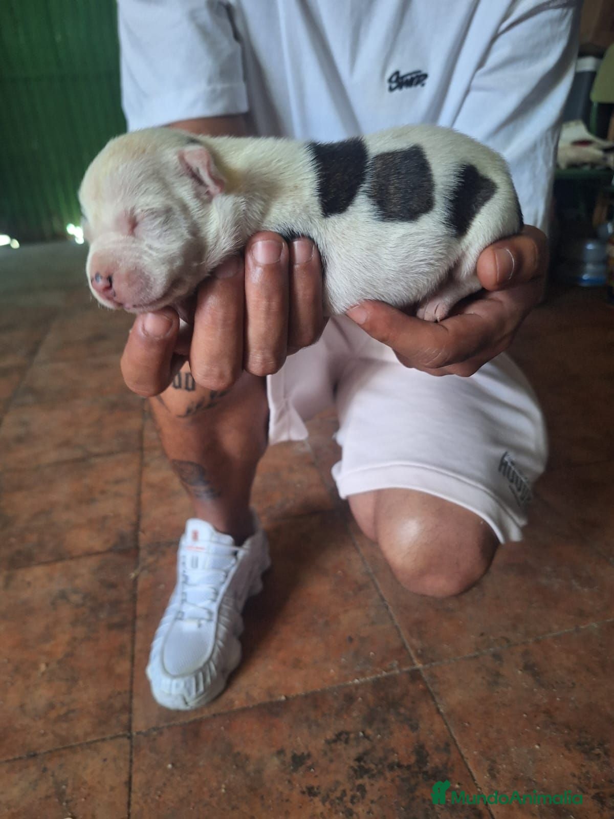 American Staffordshire-Terrier perros American Stafford  - Anuncio 1