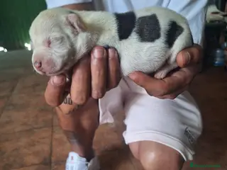 American Staffordshire-Terrier perros American Stafford - Anuncio 1
