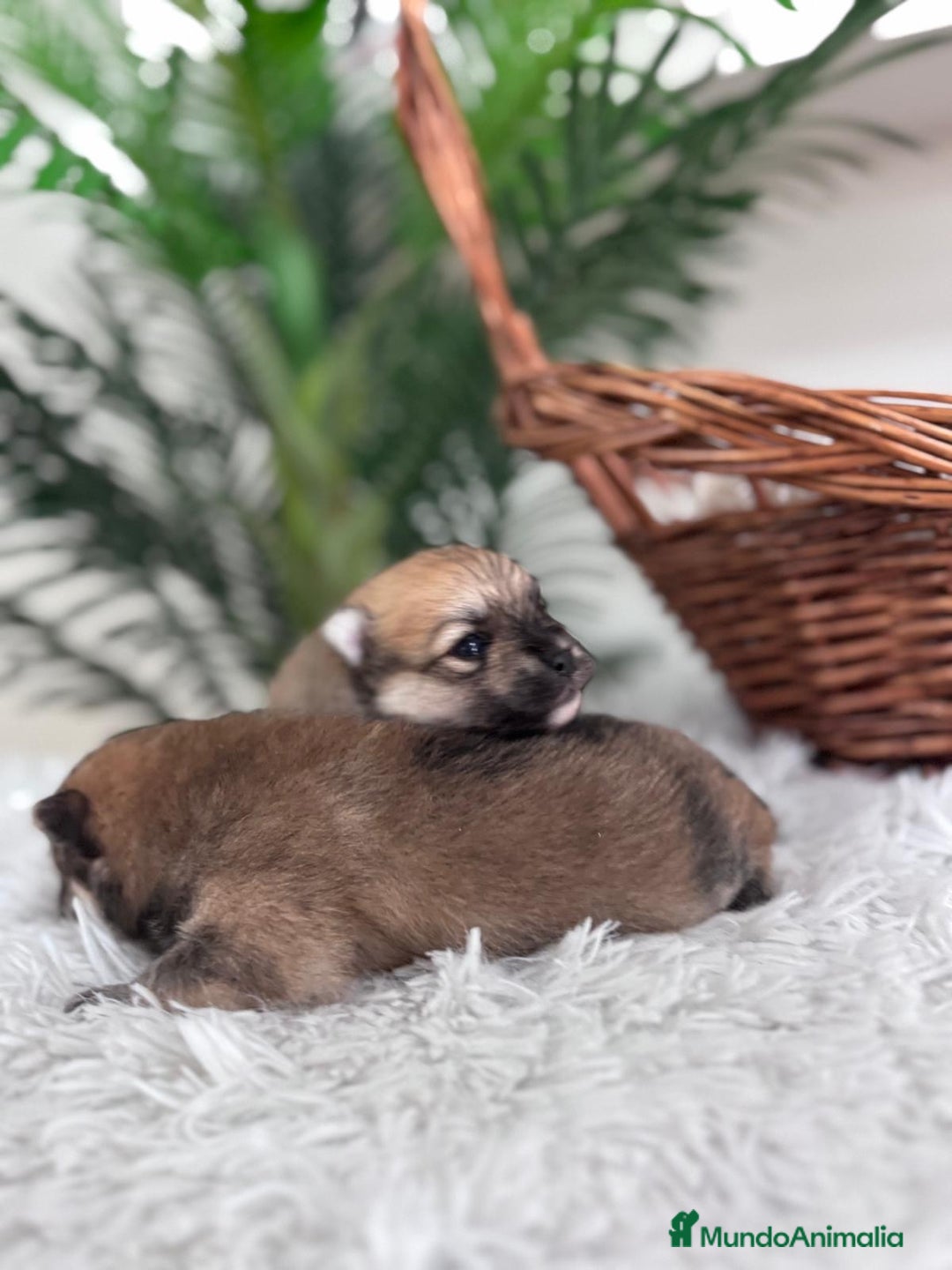 Pomerania perros en venta: POMERANIA MACHO - Imagen 8