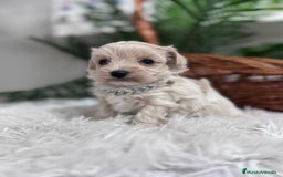 Maltipoo perros en venta: MALTIPOO MACHO - Anuncio 15