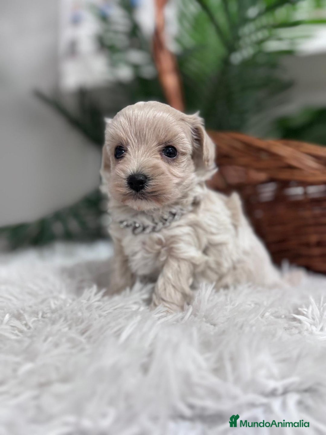 Maltipoo perros en venta: MALTIPOO MACHO - Anuncio 15
