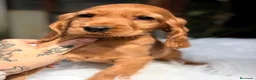 Cocker Spaniel Inglés perros en venta: COCKER SPANIEL INGLÉS HEMBRA - Anuncio 2