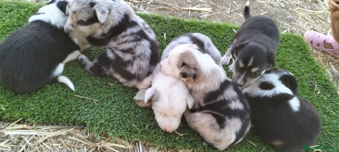 Border Collie perros en venta: Bordes collie - Imagen 12