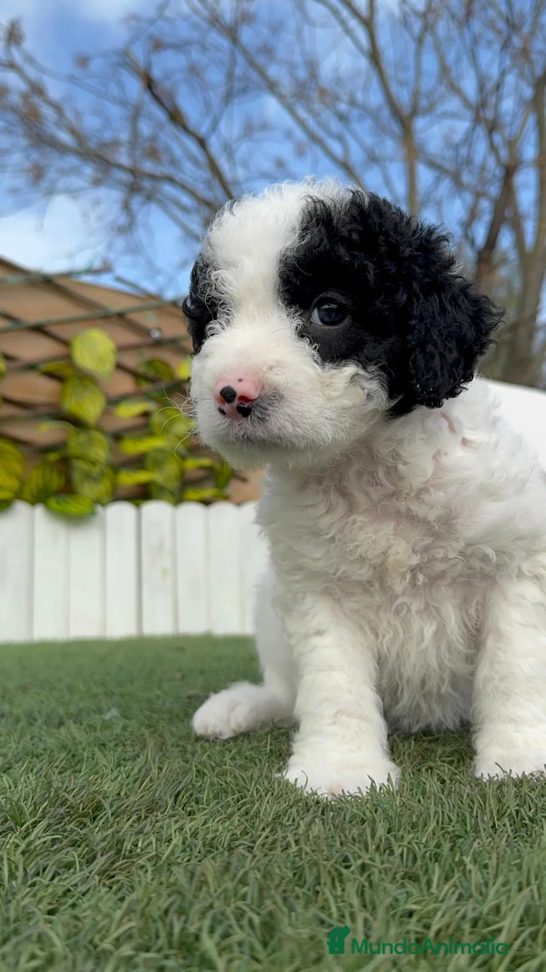 Perro de Agua Español perros en venta: PERRO DE AGUA HEMBRA - Anuncio 17