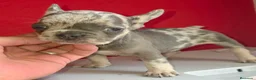 Bulldog Francés perros en venta: Bulldog calidad  - Anuncio 3