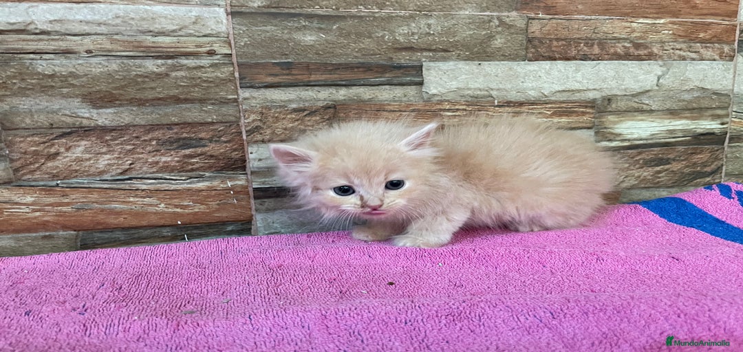 Imagen de galería {{count}}