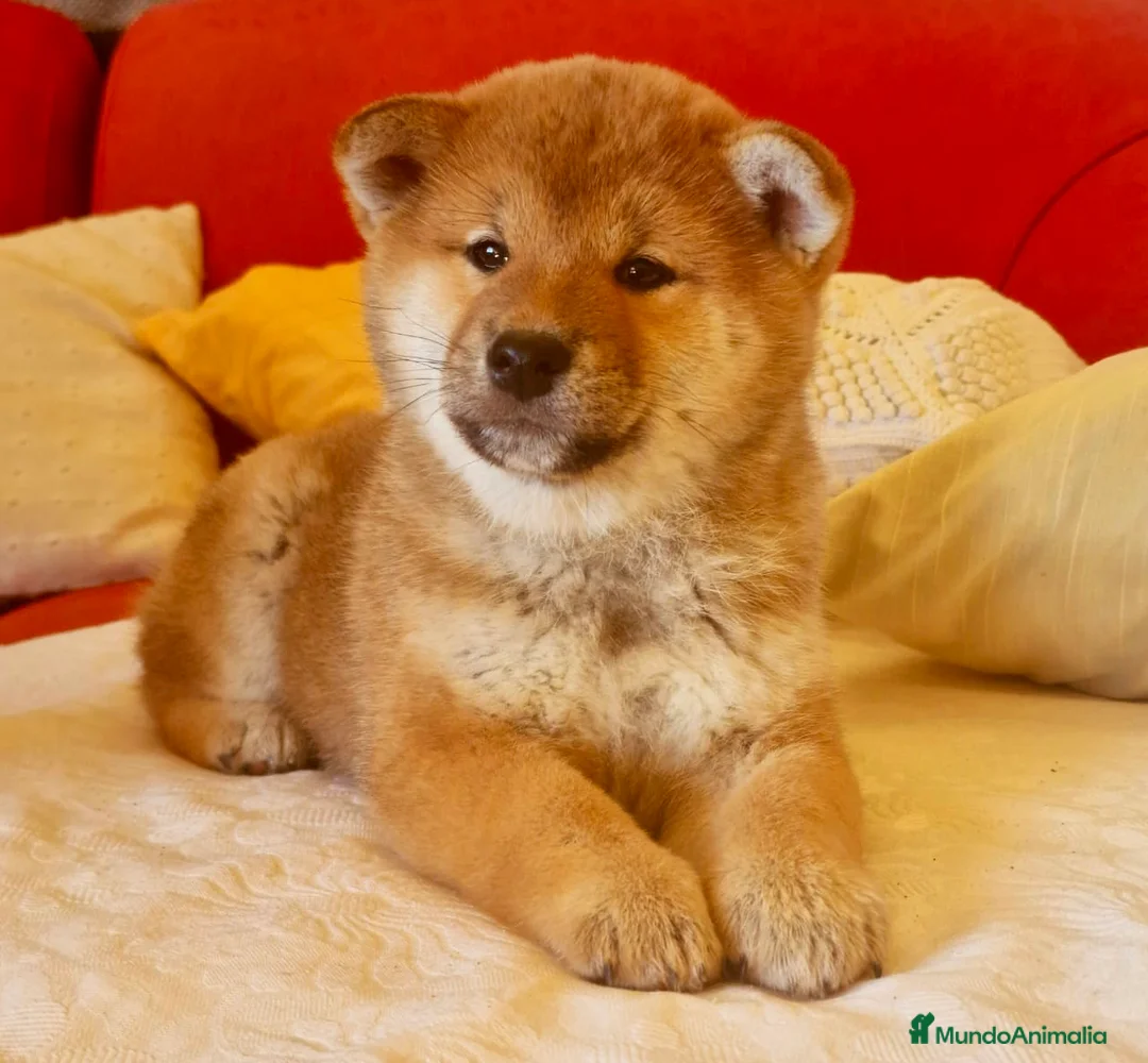 Imagen de galería {{count}}