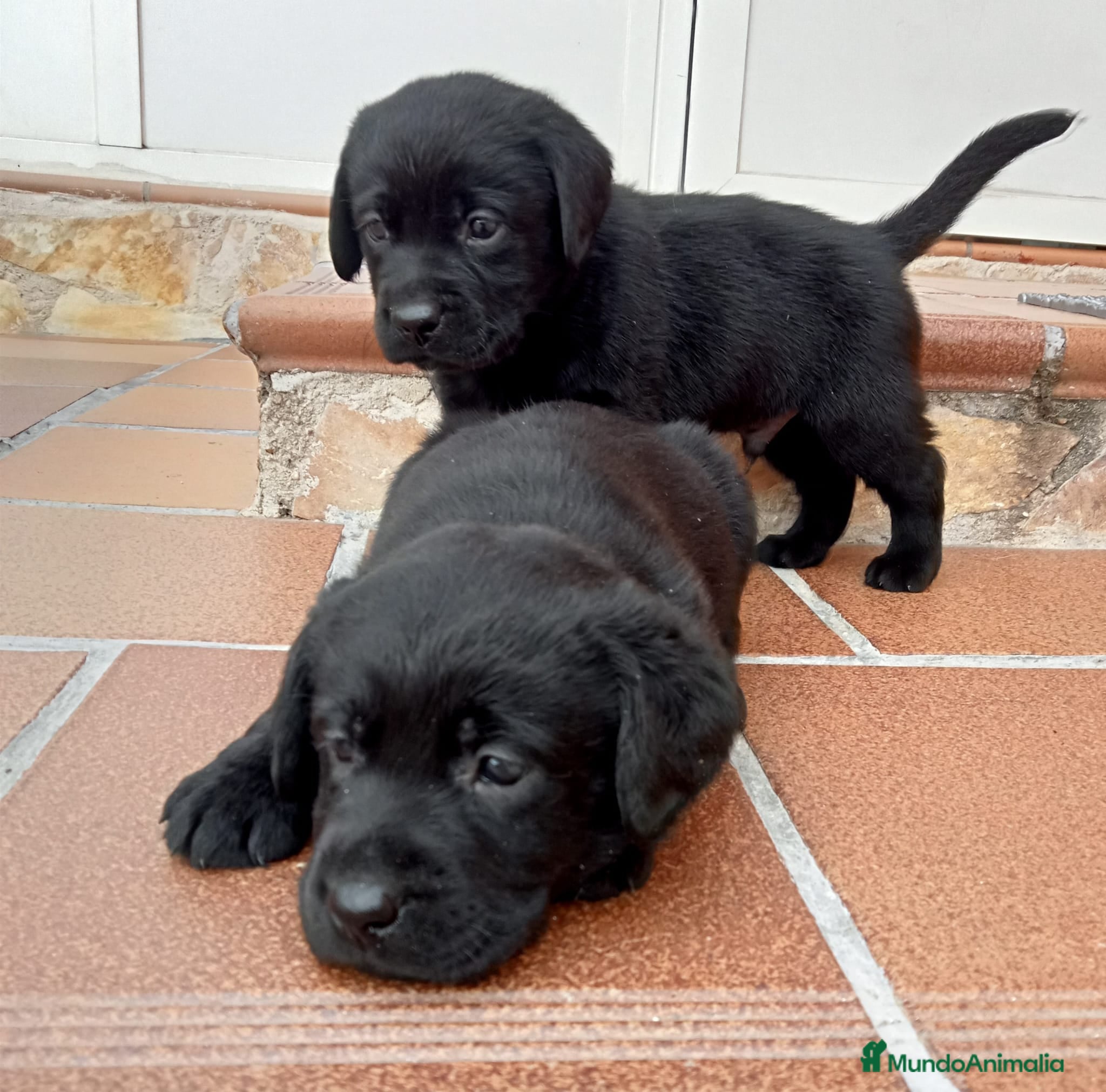Labrador Retriever perros Labradores de  Quercuscan  - Anuncio 24