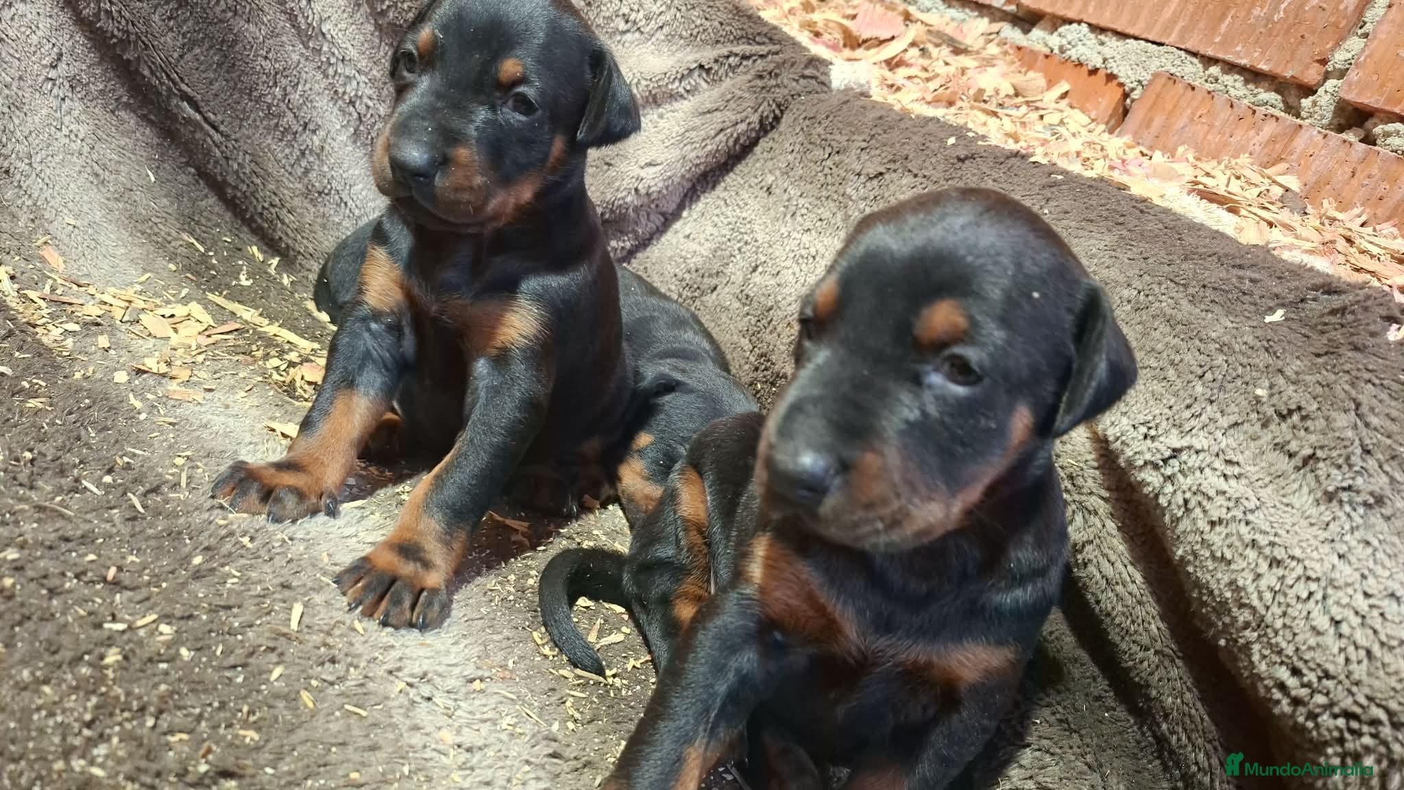 Dobermann perros Última hembra de Doberman negro / fuego!! - Anuncio 2