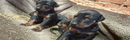 Dobermann perros en venta: Última hembra de Doberman negro / fuego!! - Anuncio 1