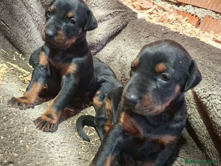 Dobermann perros Última hembra de Doberman negro / fuego!! - Anuncio 2