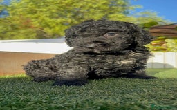 Perro de Agua Español perros en venta: PERRO DE AGUA ESPAÑOL - Imagen 4