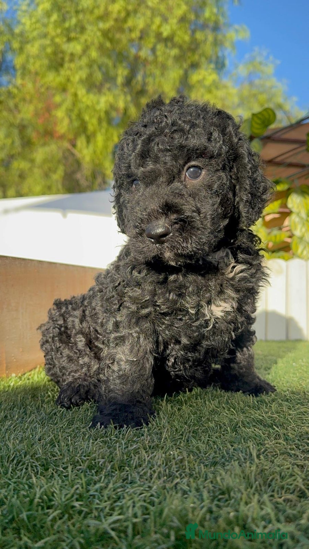Perro de Agua Español perros en venta: PERRO DE AGUA ESPAÑOL - Imagen 4
