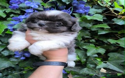 Shih Tzu perros en venta: Shih tzu - Imagen 1