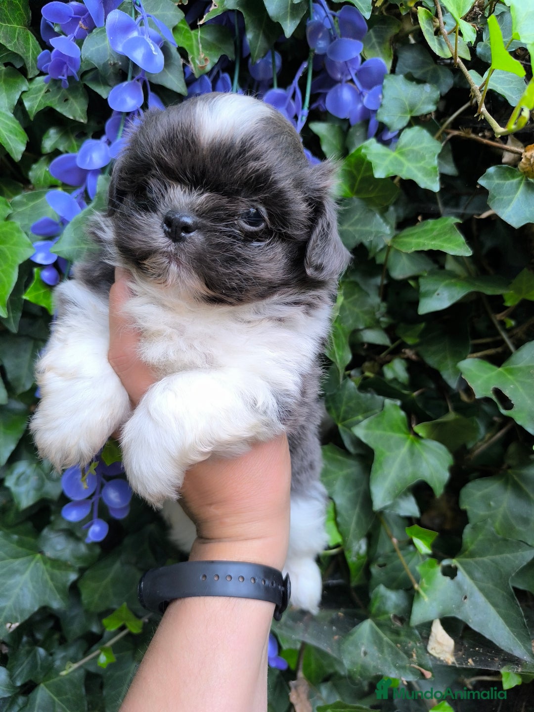 Shih Tzu perros en venta: Shih tzu - Imagen 1