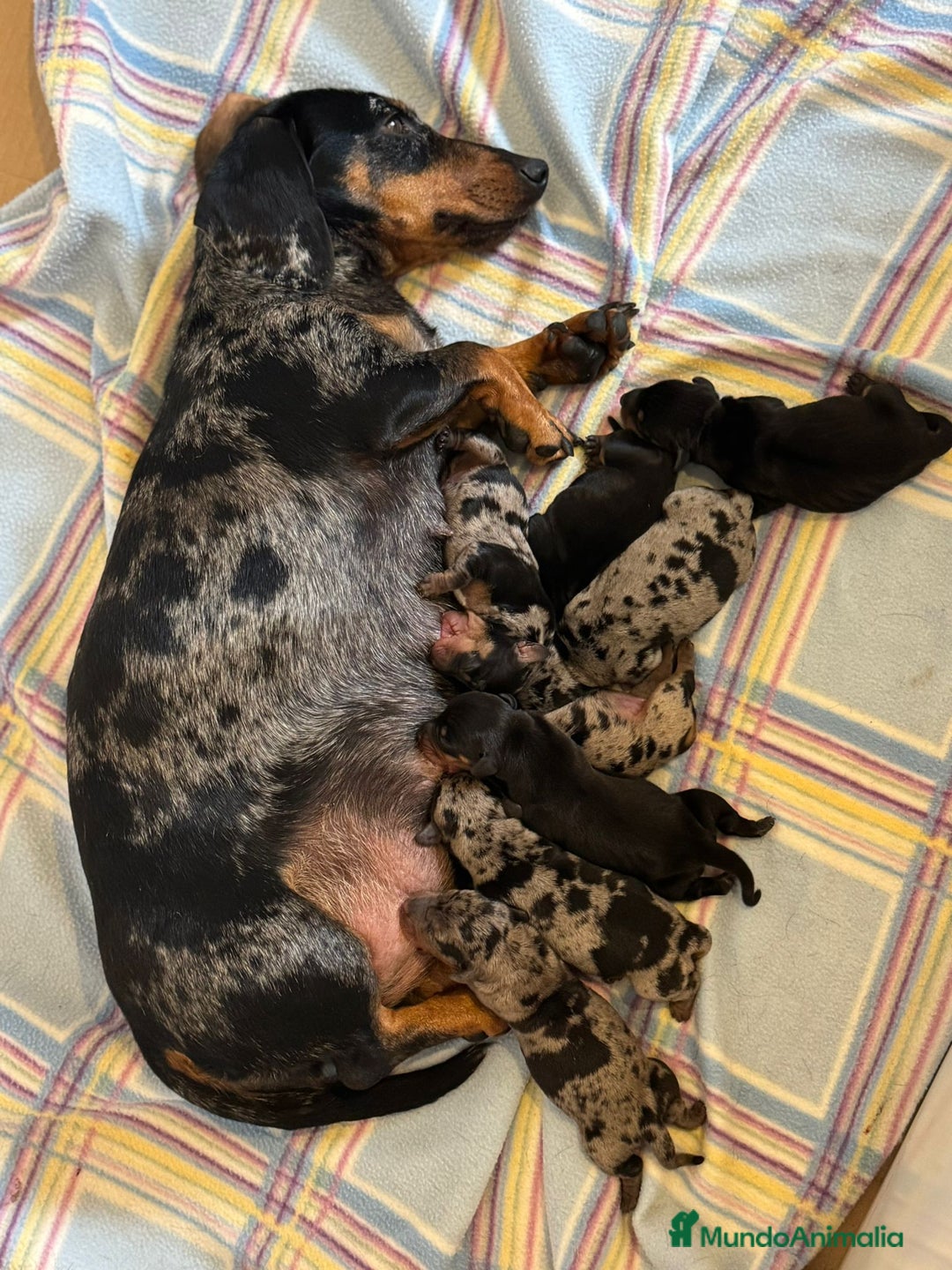 Teckel Miniatura perros en venta: Espectacular camada de teckel mini  - Imagen 1